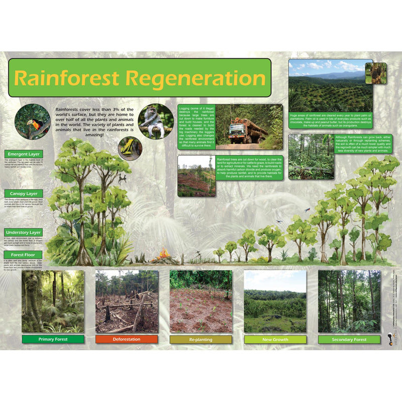 Rainforest Curriculum Pack